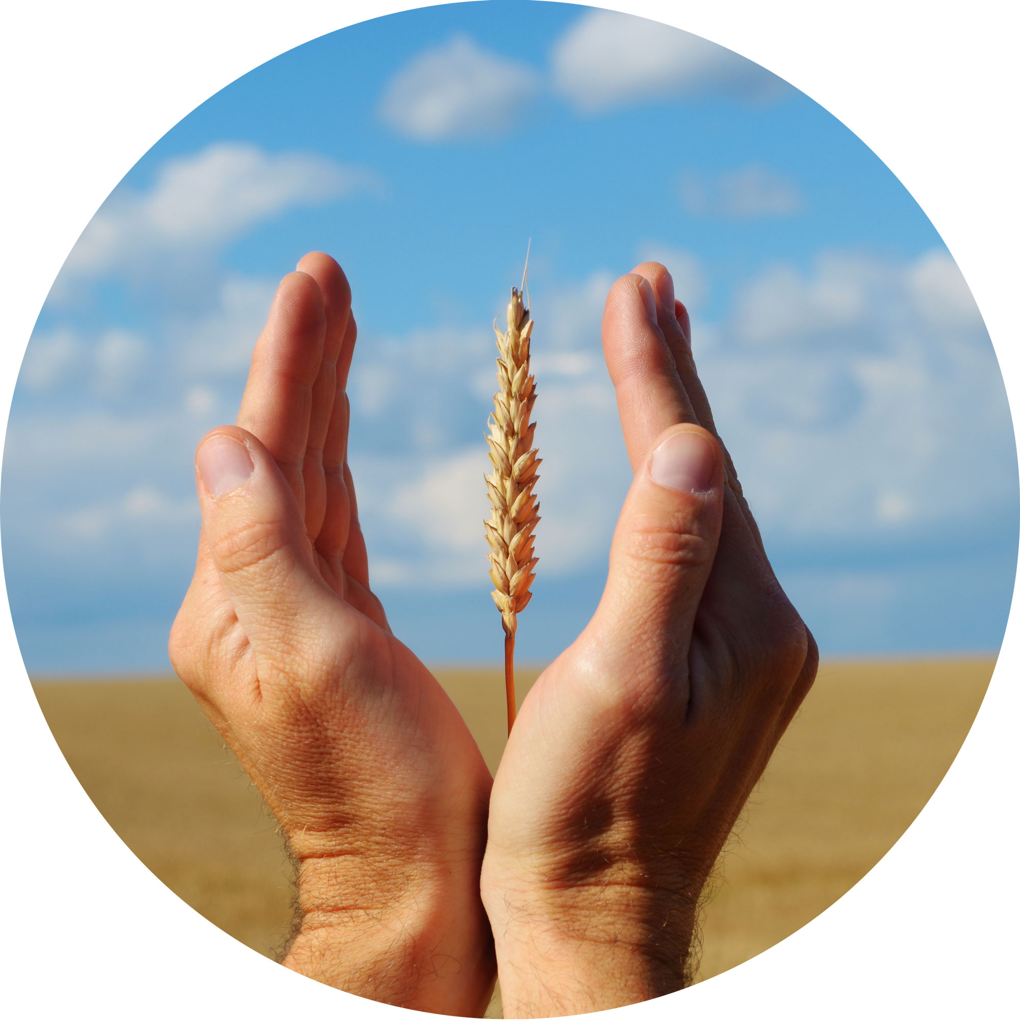 Campo di grano dell'azienda Riboli